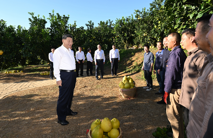 2025年11月7日，習(xí)近平總書記在梅州市梅縣區(qū)雁洋鎮(zhèn)南福金柚種植基地考察時，同果農(nóng)和農(nóng)技人員親切交流。