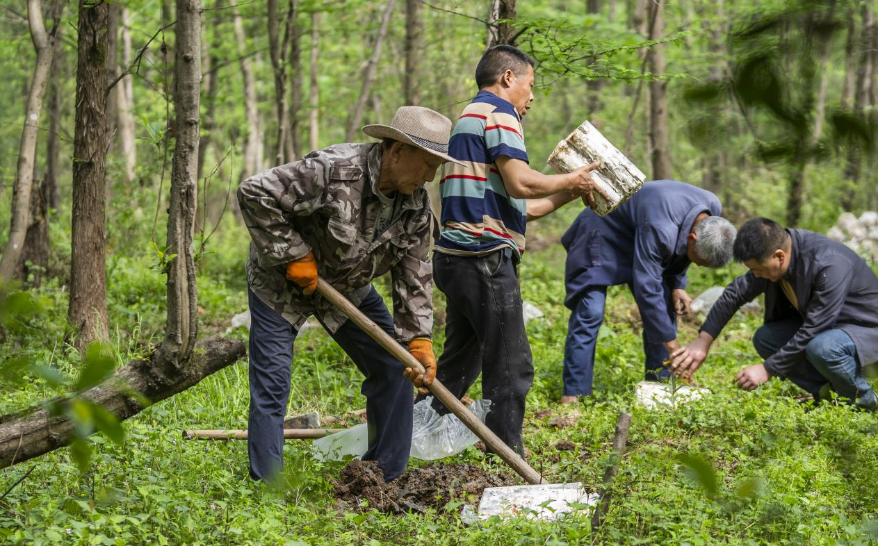 2025年4月16日，江西新余，仙女湖區(qū)河下鎮(zhèn)花園村林場，人們正在搬運、栽植靈芝菌棒。