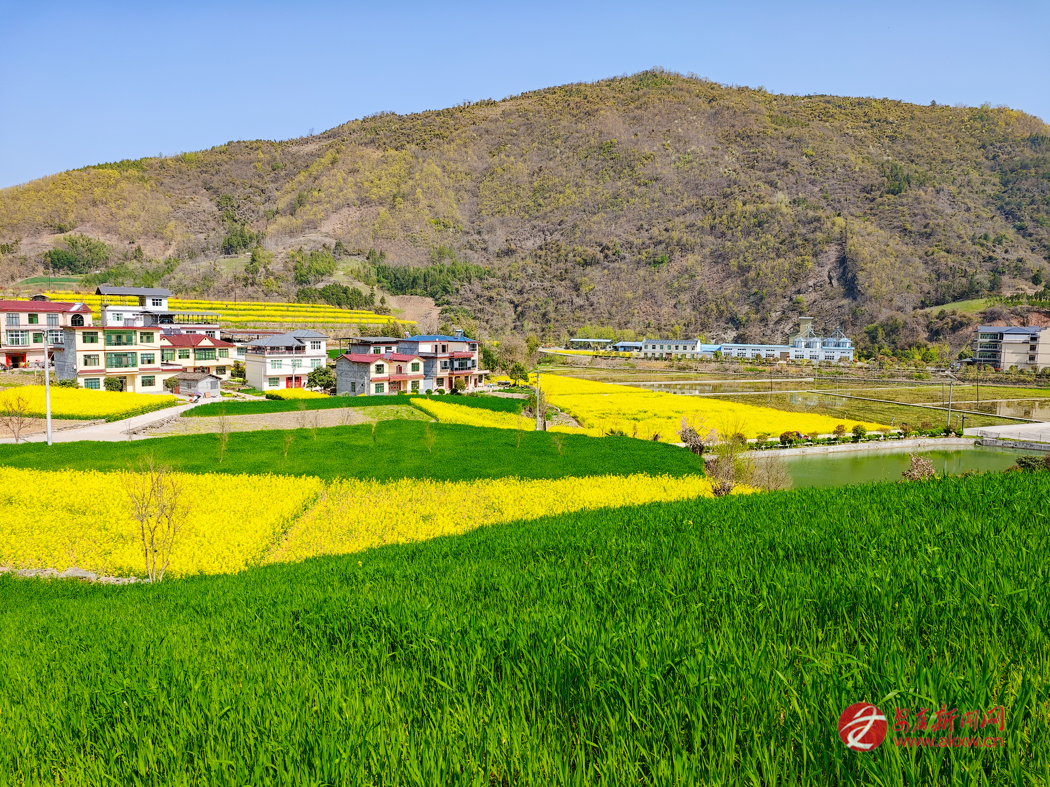 黃綠相間的田園